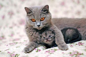 Mother and kitten, British Shorthair HD wallpaper