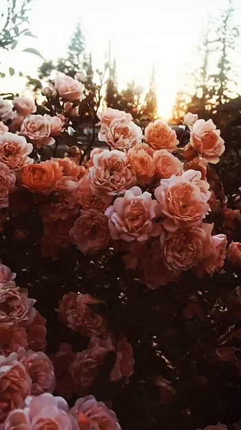 Flowers Aesthetic, Adorable, Beautiful, Background HD phone wallpaper