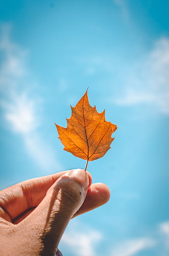A hand holding a brown leaf against a clear blue sky, symbolizing autumn. HD phone wallpaper