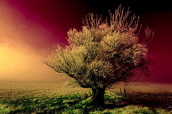 LONELY TREE, winter, field, hop, snow, sky, tree HD wallpaper