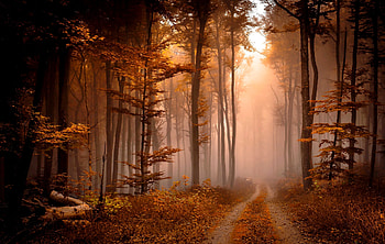 Misty autumn forest, mist, path, fall, trees, autumn, beautiful, forest, foliage HD wallpaper