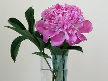 Pink LOVE, pink, love, green, vase, glass, peony, wonderful, forever HD wallpaper