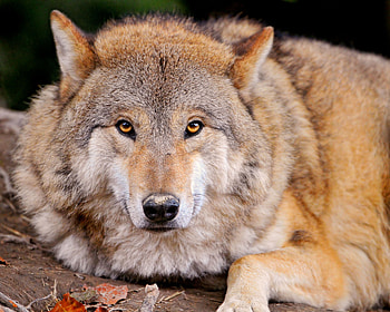 Animals, Lie, To Lie Down, Muzzle, Predator, Wolf, Family Of Dogs, Canine Family HD wallpaper