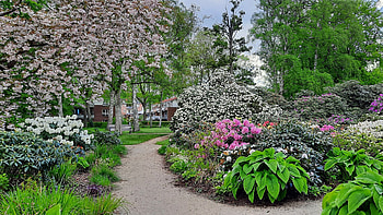 Park in Spring, plants, path, blossoms, trees, blooming HD wallpaper