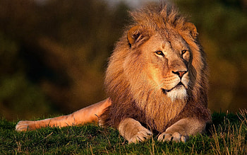 Animals, Grass, Lion, Big Cat, Mane, King Of Beasts, King Of The Beasts HD wallpaper