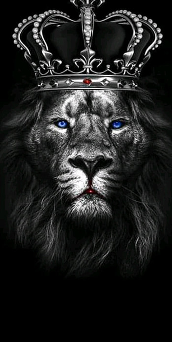 KING, big_cats, whiskers HD phone wallpaper