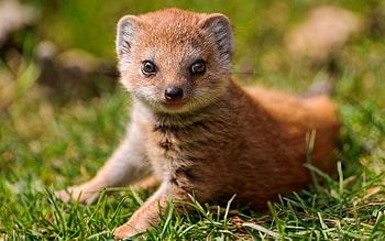 Mongoose, Fast predator, Small mammals, Fierce hunter HD wallpaper