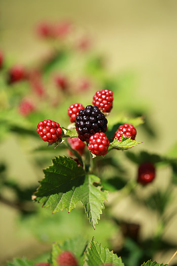 Berries, Blackberry, Macro, Fruit HD phone wallpaper