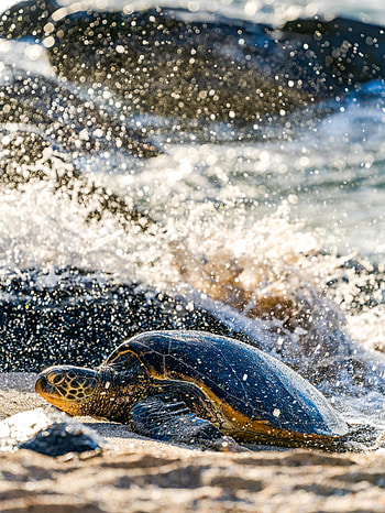 Animals, Sea, Spray, Animal, Carapace, Shell, Turtle HD phone wallpaper