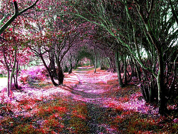 pink path, trees, pink, arch, path HD wallpaper