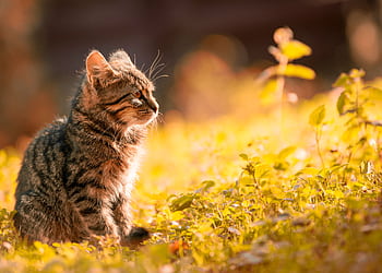 A tranquil scene of a tabby kitten basking in the warm sunlight in a lush meadow. HD wallpaper