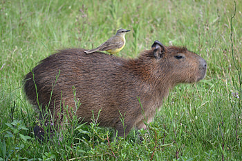 Capybara , Cute animal, Adorable rodents, High-resolution HD wallpaper