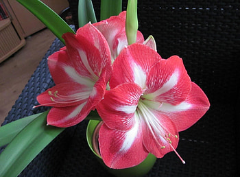 Flowers, Flower, Pot, Bicolor, Dichromatic, Amaryllis HD wallpaper