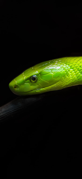 snake, Animal HD phone wallpaper