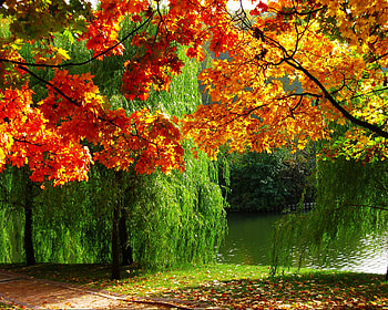 Autumn, Foliage, Forest, River HD wallpaper