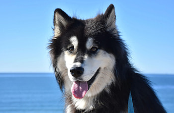 Sled dog breeds, Smart dog guide, Alusky information, Active and intelligent HD wallpaper