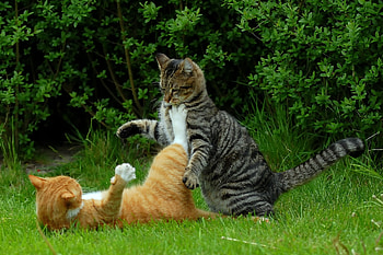 Animals, Cats, Grass, Couple, Pair, Playful HD wallpaper