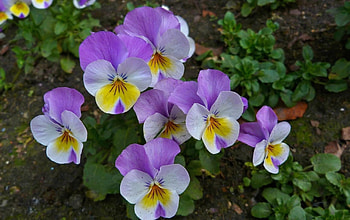 Flowers, Pansies, Close-Up, Greens, Flower Bed, Flowerbed HD wallpaper