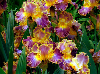 Flowers, Close-Up, Greens, Flower Bed, Flowerbed, Irises HD wallpaper