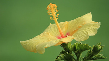 Yellow Hibiscus, leaves, hibiscus, yellow, flower HD wallpaper