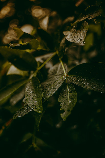 Water, Leaves, Drops, Plant, Macro HD phone wallpaper