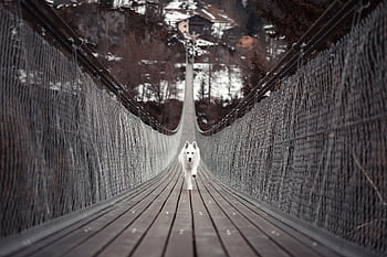 White dog confidently walks on a suspension bridge with snowy mountains in the background. HD wallpaper