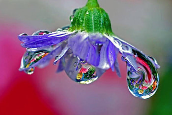 after rain, purple, dewdrops, rain, flower, after HD wallpaper