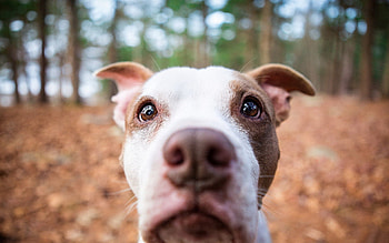Animals, Dog, Muzzle, Spotted, Spotty, Nose HD wallpaper