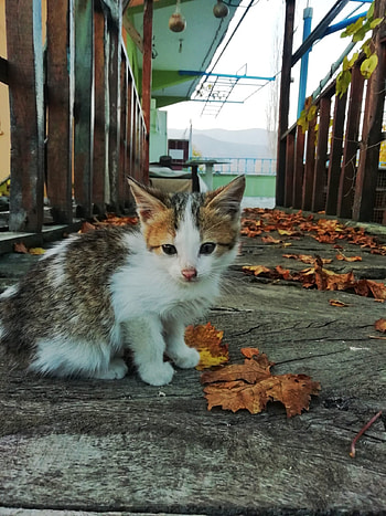 Kedi, hayvan HD phone wallpaper