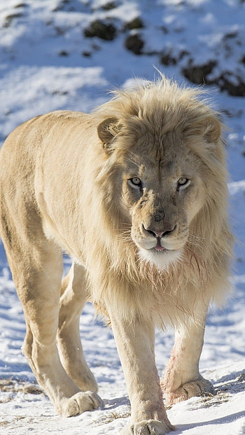 White Lion, Snow Background HD phone wallpaper