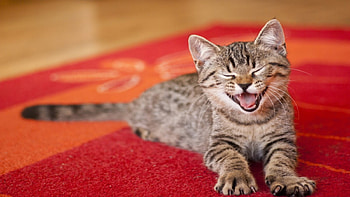 HaHaHaHa, That's Funny, cats, funny, humor, animals HD wallpaper