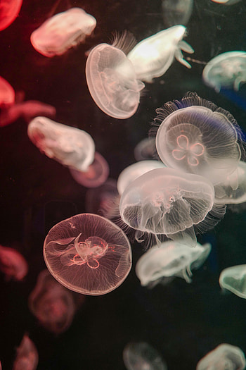 Animals, Water, Jellyfish, Tentacle, Underwater, Submarine HD phone wallpaper