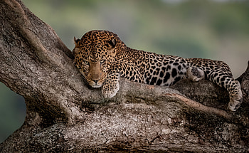 Leopard in a Tree, animal, cat, leopard, tree HD wallpaper