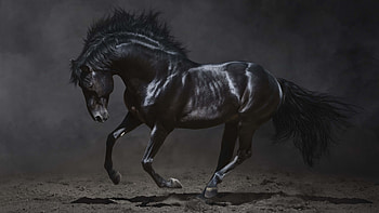 Andalusian, Horses HD wallpaper