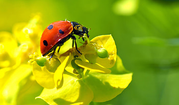 Flower, Macro, Insect, Ladybird, Ladybug HD wallpaper