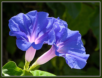 blue trumpet, blue, trumpet, liana, flower HD wallpaper