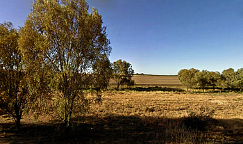 Australia, trees, fields, sky, grass HD wallpaper