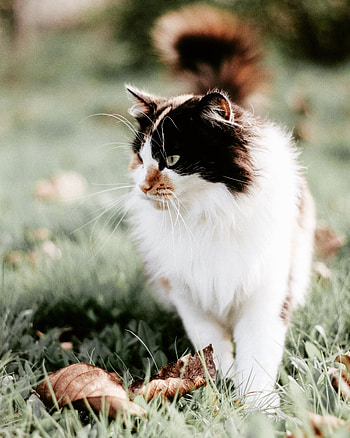 Animals, Grass, Cat, Fluffy, Muzzle, Blur, Smooth, Foliage HD phone wallpaper