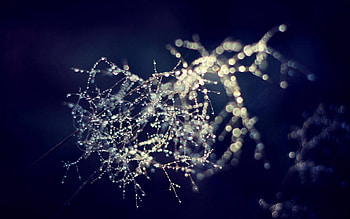 Drops, Macro, Branch, Morning, Surreal, Surreality HD wallpaper