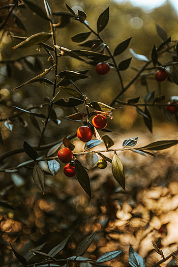 Nature, Leaves, Plant, Wood, Tree, Fruit, Fetus HD phone wallpaper