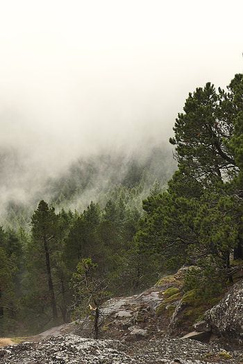 Nature, Trees, Clouds, Rocks, Forest, Fog HD phone wallpaper