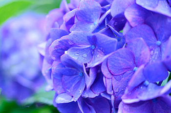 Lilac, Drops, Macro, Hydrangea HD wallpaper