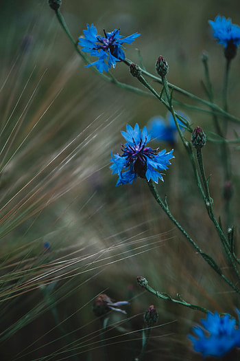 Flowers, Grass, Cornflower HD phone wallpaper