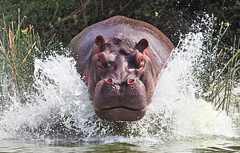 Animals, Hippos HD wallpaper