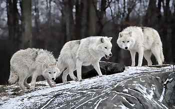 Melville Island wolf, Wild Animals HD wallpaper