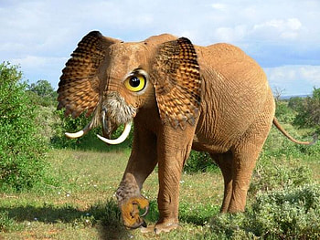 Owlphant, , cool, funny, mixed HD wallpaper