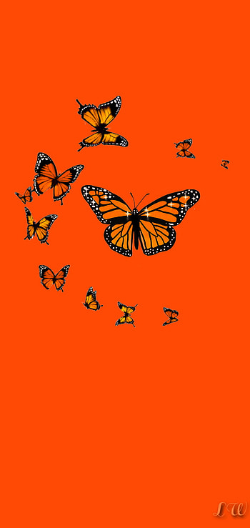 Monarch, orange, moths and butterflies, butterflies HD phone wallpaper
