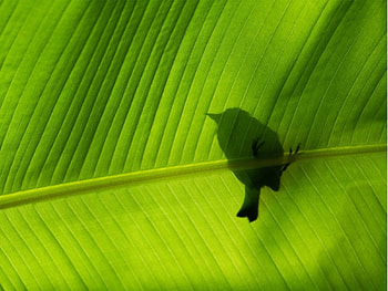 Bird on green leaf, branch, bird, green, tree HD wallpaper