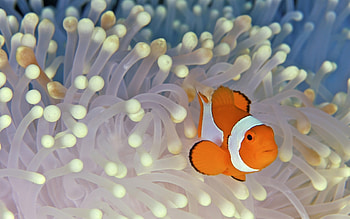 Animals, Sea, Fishes HD wallpaper