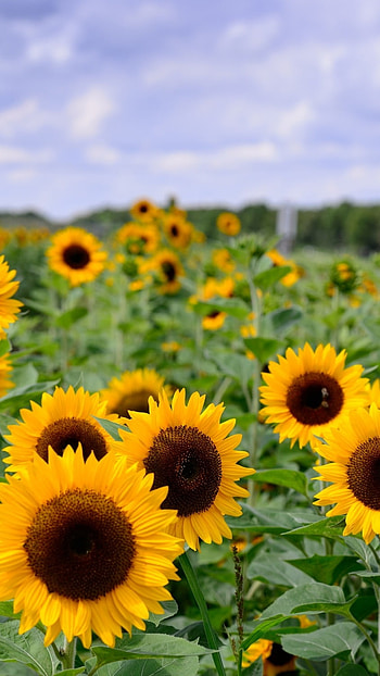 S Name, Sunflower, s name ka HD phone wallpaper
